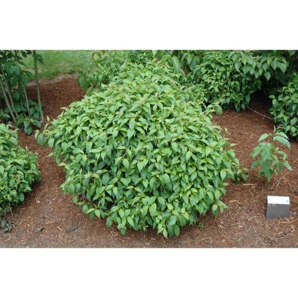 1 Gal. Kelsey Dogwood Shrub With Compact Lush Foliage and Extreme Cold Hardiness