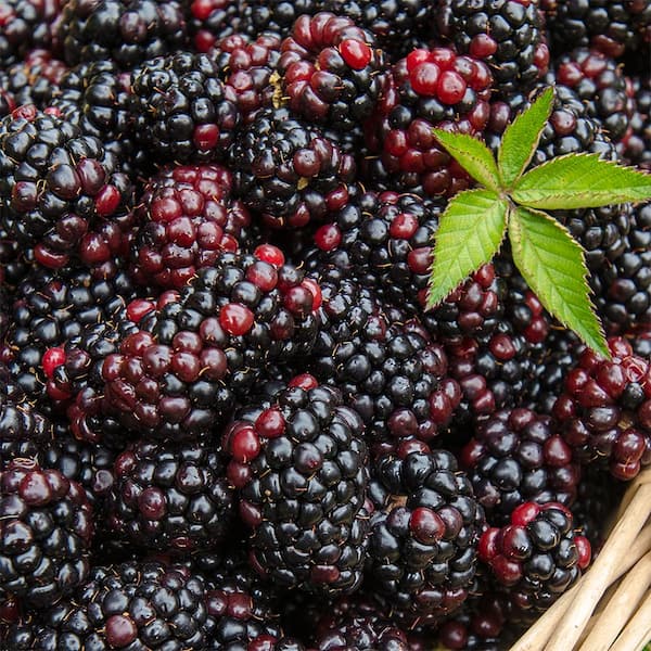 Gurney's 4 in. Pot Heaven Can Wait Blackberry (Rubus) Live Fruiting Plant White Flowers with Green Foliage