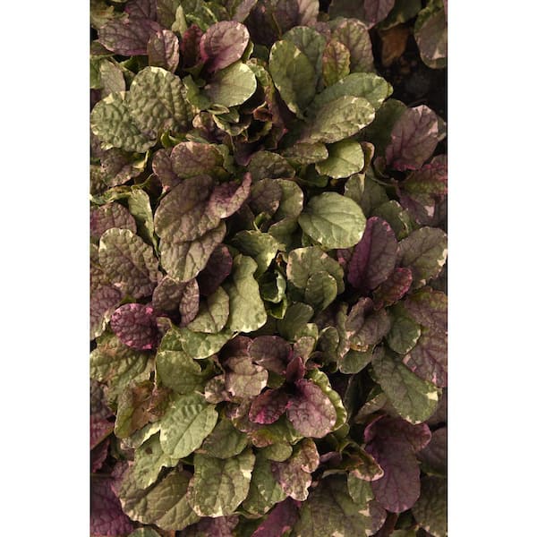 1 Gal. Burgundy Glow Ajuga (Ajuga Reptans) Live Flowering Part Sun Perennial Plant