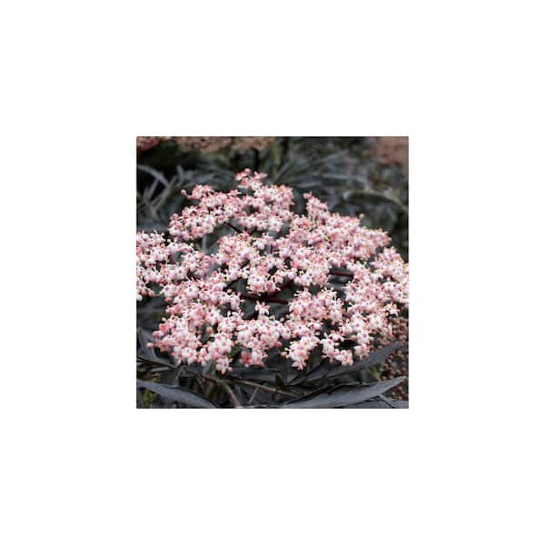 Reviews for PROVEN WINNERS 2 Gal. Black Lace Elderberry