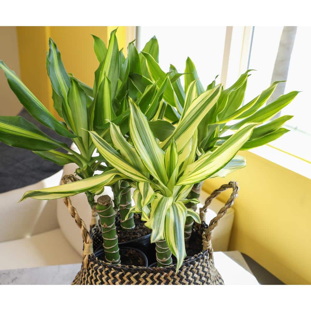 Black Plastic Indoor Dracaena Corn Cane Plant Set