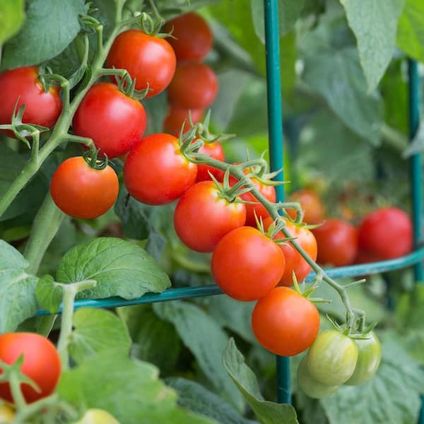 Bonnie Plants 19 oz. Tidy Treats Tomato Plant 0287 - The Home Depot