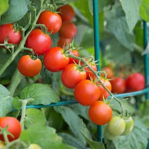 19 oz. Tidy Treats Tomato Plant