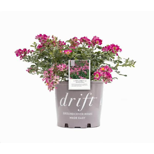 Drift 1 Gal. Pink Drift Rose Bush with Pink Flowers 19744 - The Home Depot