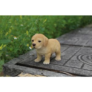 Yellow Labrador Puppy Standing