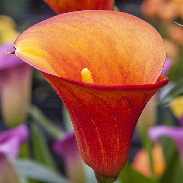 DIRECT GARDENING Flame Red Flowering Calla Lily Dormant Summer ...