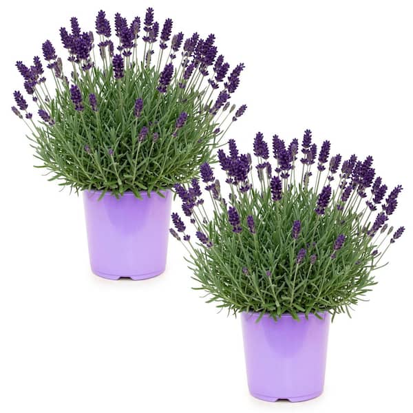 1 gal. Hidcote Lavender (2-Pack)
