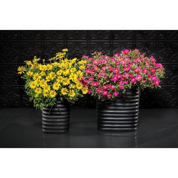 PROVEN WINNERS 4.25 in. Eco+Grande Mojave Fuchsia Moss Rose