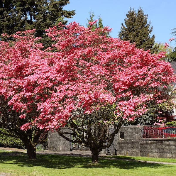 3 Gal. Red Flowering Deciduous Dogwood Tree