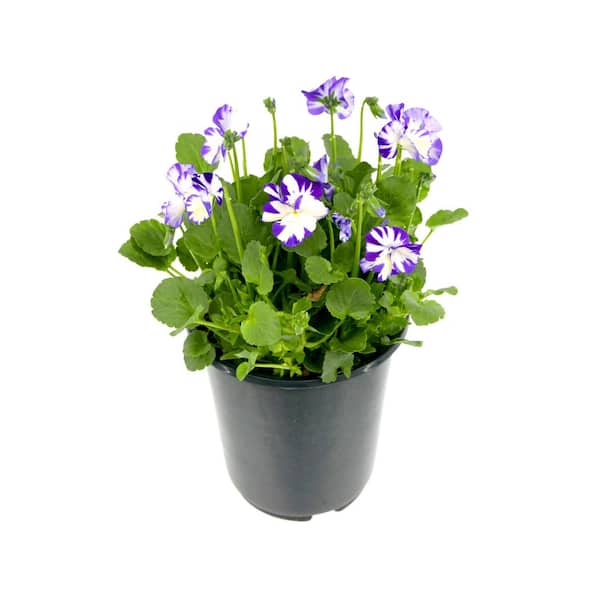 Unbranded Perennial Viola c. Rebecca 2.5 qt.