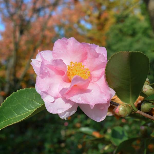national PLANT NETWORK 3 gal. Camellia Sasanqua Pink Icicle Shrub