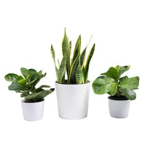 10 in. Sansevieria and (2) 6 in. Lyrata Bush Plant in White Decor Planter, (3 Pack)