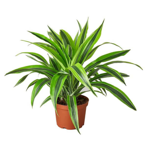 PPC INTERNATIONAL LLC Lemon Surprise (Dracaena Deremensis) Plant in 6 in. Grower Pot