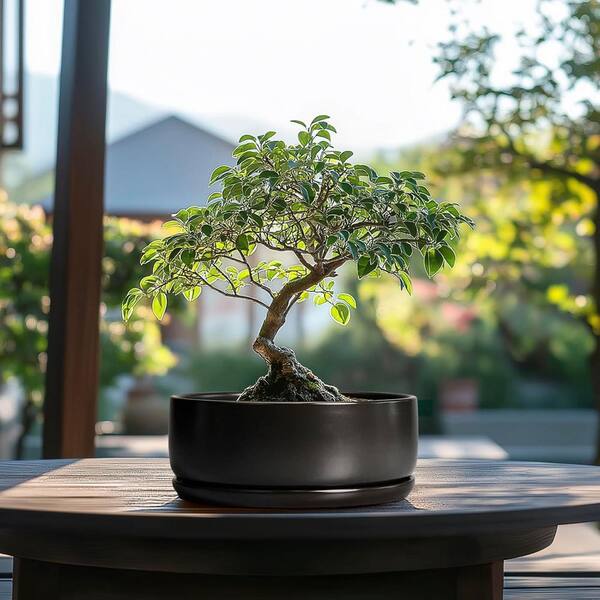 Large Black Ceramic Indoor/Outdoor Planter with Saucer (8 in. W x