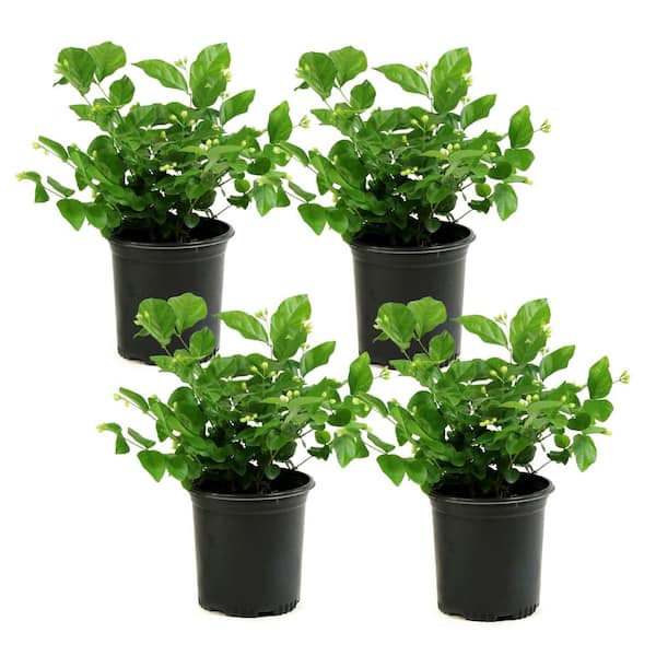 national PLANT NETWORK 1 gal. Jasmine Sambac Arabian Plant (4-Pack)