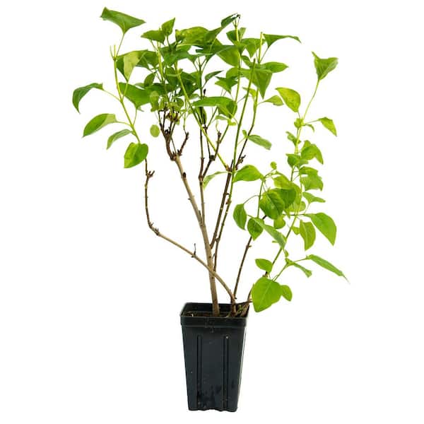 4 in. Pot Sunday Lilac (Syringa) Live Deciduous Plant Purple Flowering Shrub (1-Pack)