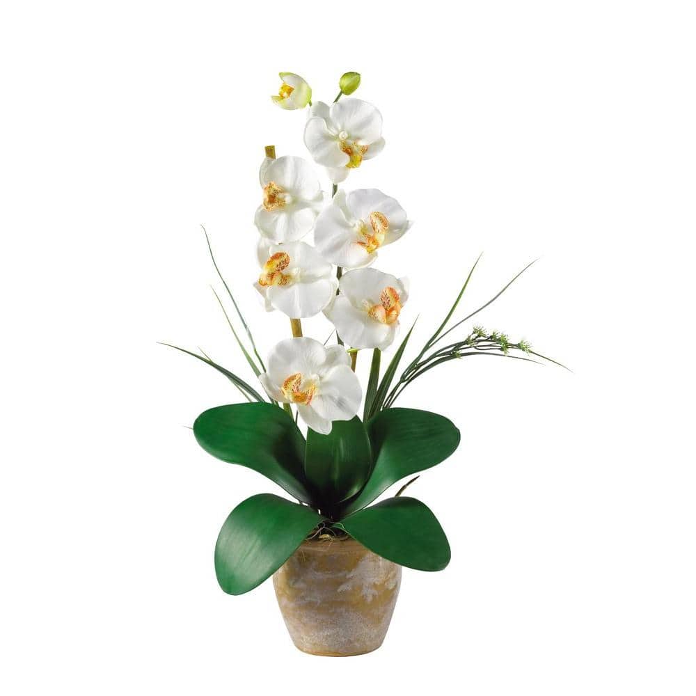 Nearly Natural 21 in. Artificial Single Stem Phalaenopsis Silk Orchid Flower Arrangement The Nearly Natural 27 in. Single Stem Phalaenopsis Silk Orchid Flower Arrangement features beautiful shoots of cream-colored phalaenopsis orchids that look great and require no watering or maintenance. Accented with green leaves, lifelike roots and bamboo stalks, this natural-looking plant is set in a stylish pot that complements your home design. Display in any room for a floral touch.