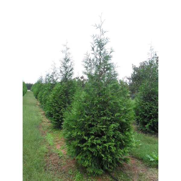 1 Gal. Baby Blue Spruce Shrub With Silvery Turquoise Evergreen Needles –  Online Orchards