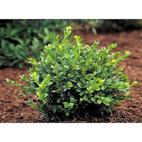 Buxus 'Green Velvet' (Boxwood)