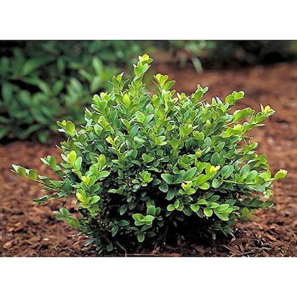Green Velvet Boxwood - 3 or 5 gallon container – Lots of Plants