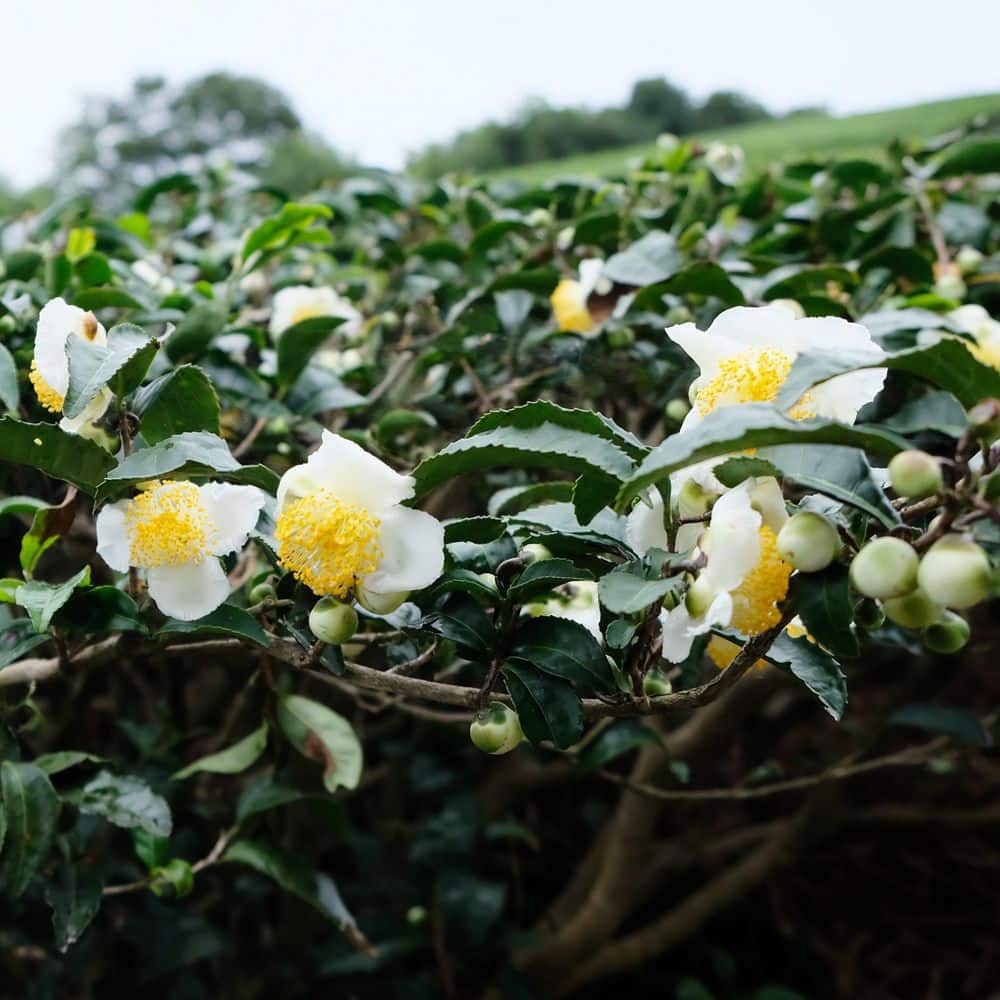 1 gal. Brew-Tea-Ful Camelia Sinensus Shrub