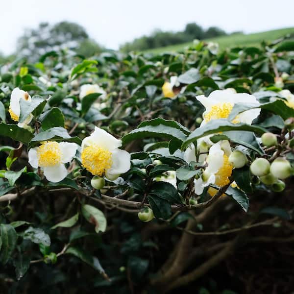 national PLANT NETWORK 1 gal. Brew-Tea-Ful Camelia Sinensus Shrub