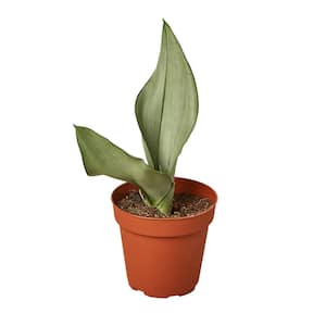 Snake Plant Moonshine (Sansevieria trifasciata) Plant in 4 in. Grower Pot