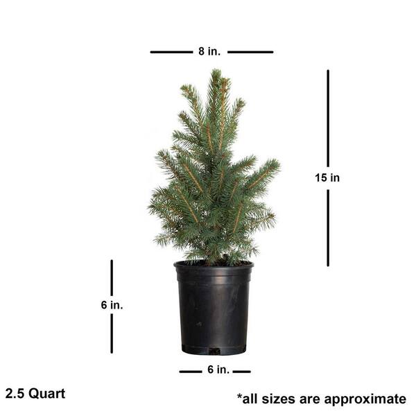 1 Gal. Baby Blue Spruce Shrub With Silvery Turquoise Evergreen Needles –  Online Orchards