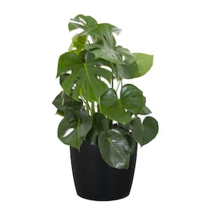 Monstera Deliciosa Split Leaf Philodendron Swiss Cheese Plant in 10 inch Premium Sustainable Ecopots Dark Grey Pot