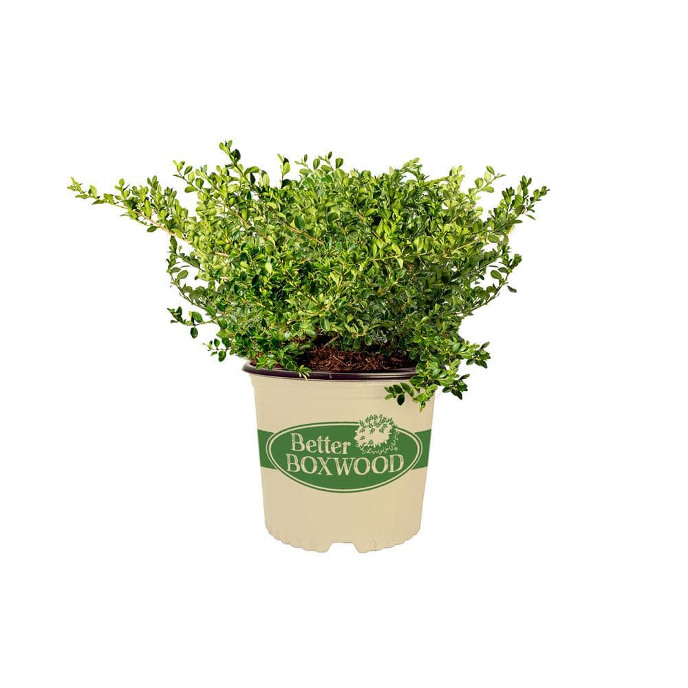 BETTER BOXWOOD 2 Gal. Babylon Beauty Boxwood, Evergreen