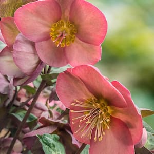 4 in. Pot Pink Flowers Penny's Pink Frostkiss Lenten Rose (Helleborus) Live Potted Perennial Plant (1-Pack)