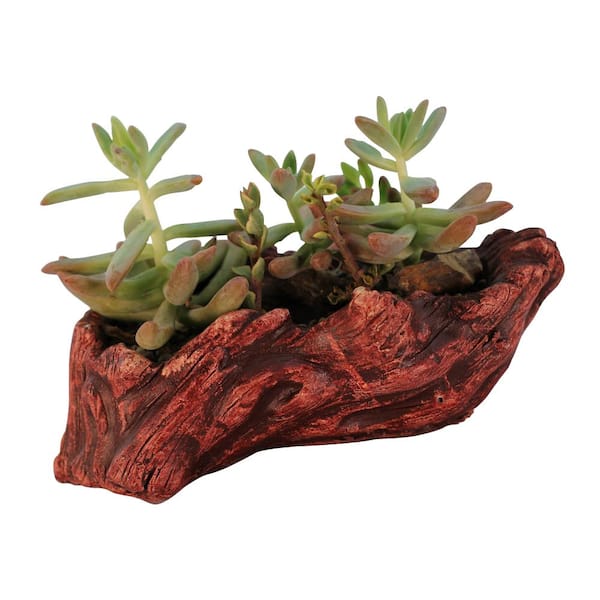 Unbranded 7.25 in. x 4.25 in. x 2.25 in. Redwood Ceramic Wood Plant Pot - Unique Succulent Planter Ridge Log