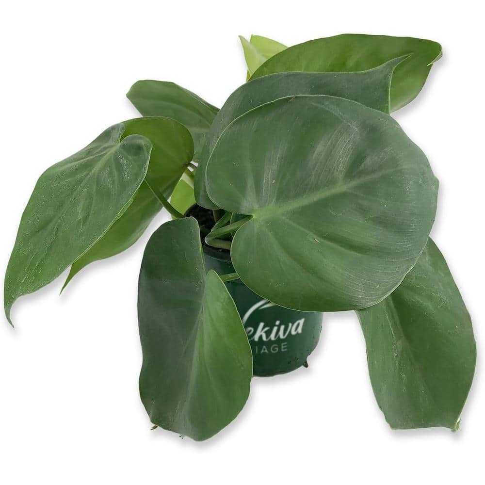 Wekiva Foliage Snowdrift Philodendron-Live Plant in a 4 Inch Pot- Philodendron Erubescens-Houseplant-A Rare Tropical Masterpiece SnowPhil4x1  - The Home Depot