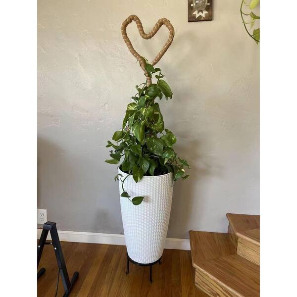 buy gloriosum philodendron Philodendron glorious main image 0