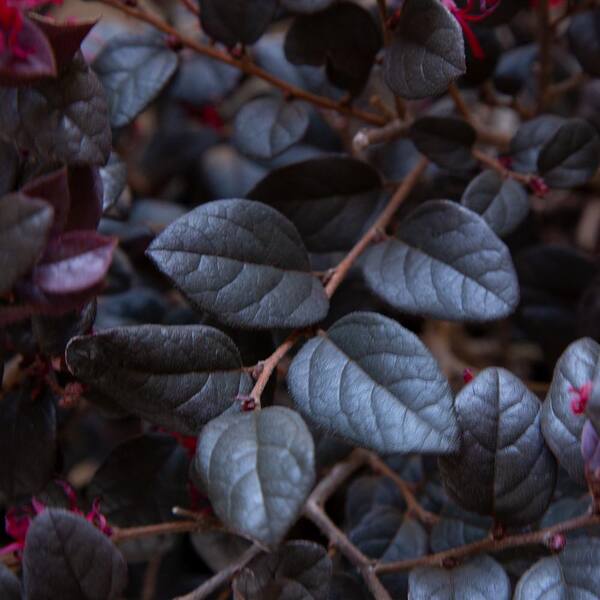 3 Gal. Red Diamond Midsize Loropetalum, Evergreen Shrub with Purple Foliage, Red Ribbon Blooms