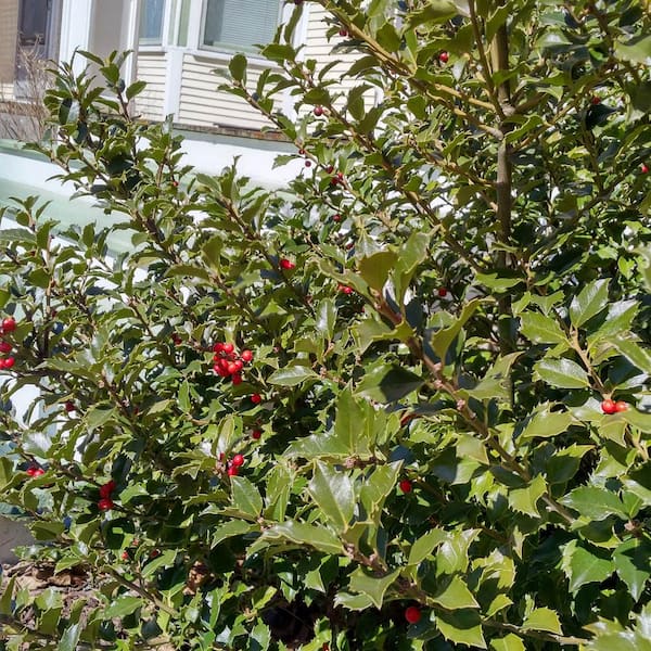 Spring Hill Nurseries 3 Gal. Pot Blue Princess Holly (Ilex), Potted Broadleaf Evergreen Shrub (1-Pack)