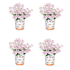 2.5 Qt. Iberis Pink Ice Candytuft Perennial Plant (4-Pack)