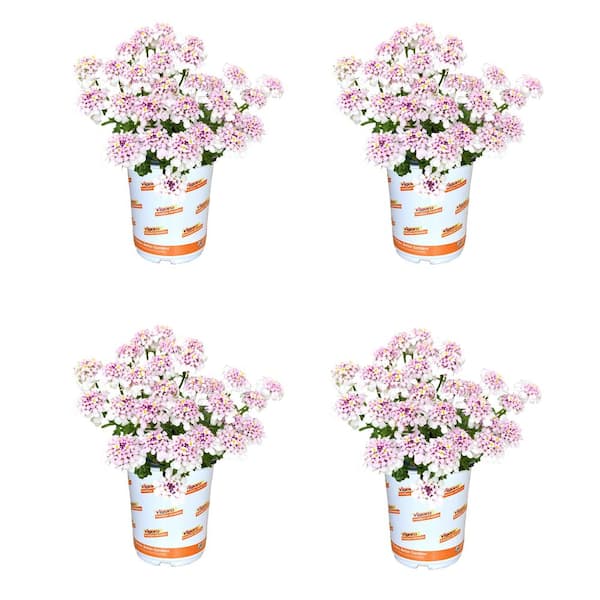 Vigoro 2.5 Qt. Iberis Pink Ice Candytuft Perennial Plant (4-Pack)