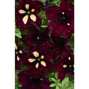 4 in. BurgundySky Petunia Plant with Burgundy-White Blooms(3-Piece)