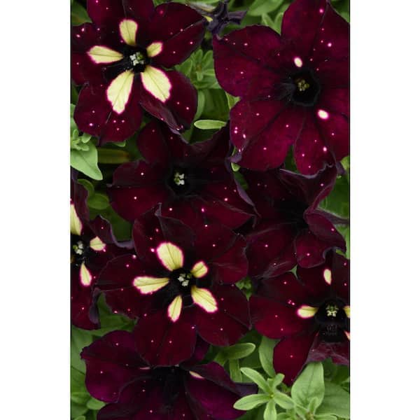 national PLANT NETWORK 4 in. BurgundySky Petunia Plant with Burgundy-White Blooms(3-Piece)