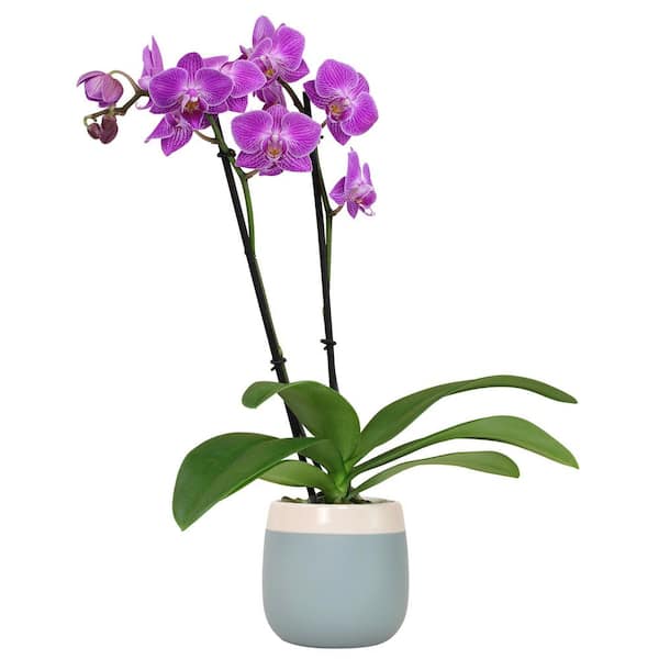 Deluxe Purple Live Orchid Plant (Phalaenopsis) in 3.5" Blue & White Orchid Pot, Approx 16" Tall, Pet Friendly Houseplant