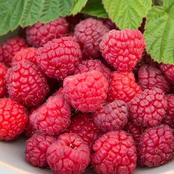 Gurney's 3 in. Pot Meeker Raspberry (Rubus) Live Fruiting Plants (1-Pack)
