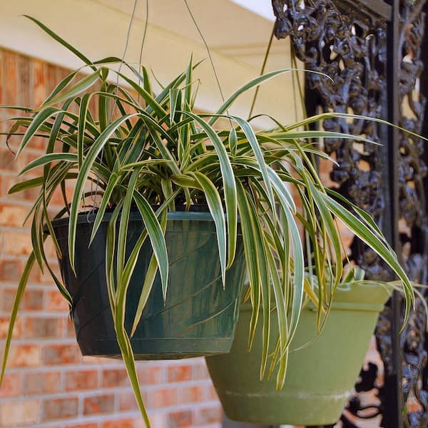 national PLANT NETWORK 4 in. Chlorophytum Variegated Irish Spider Plant in  Grower Containers (3-Pack) HD2298 - The Home Depot
