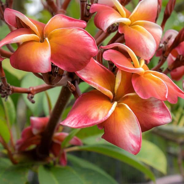 Light Pink Plumeria | C&J Gardening Center