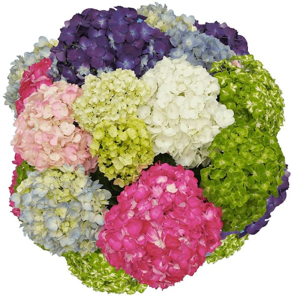 Globalrose 10 Premium Assorted Hydrangea Flowers- Fresh Flower Delivery