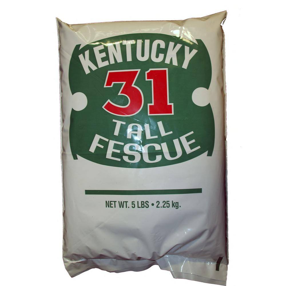 Dlf K 31 5 Lbs Coated Tall Fescue 216ax0005uct198 The Home Depot