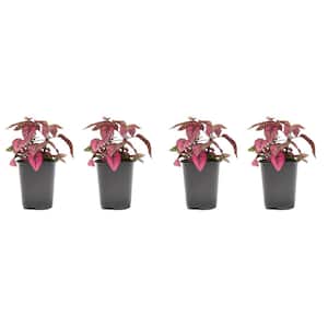 1.38-Pint Hypoestes Polka Dot Plant Pink Flower in 4.5 in. Grower's Pot (4-Pack)