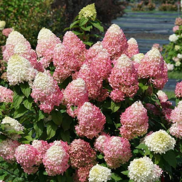 2 Gal. Quick Fire Fab Panicle Hydrangea (Paniculata) Live Shrub with White to Red Flowers