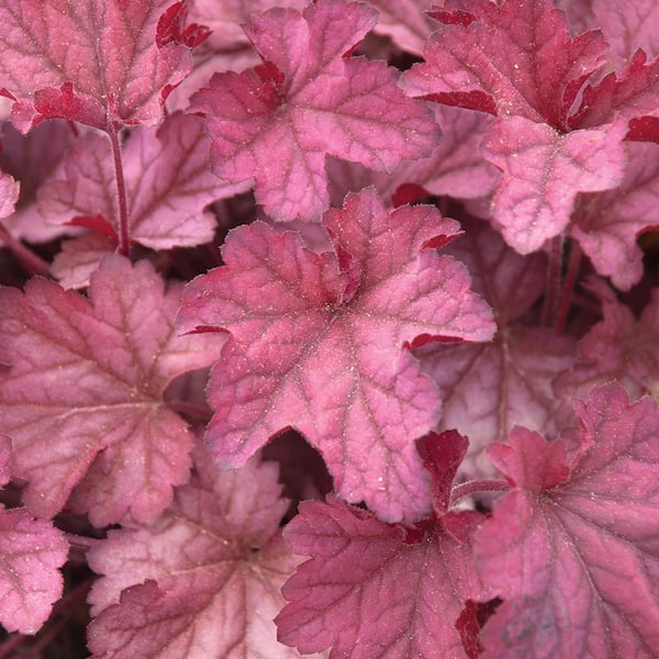 METROLINA GREENHOUSES 2. 5 Qt. Indian Summer Cranberry Orange Coral Bells Plant