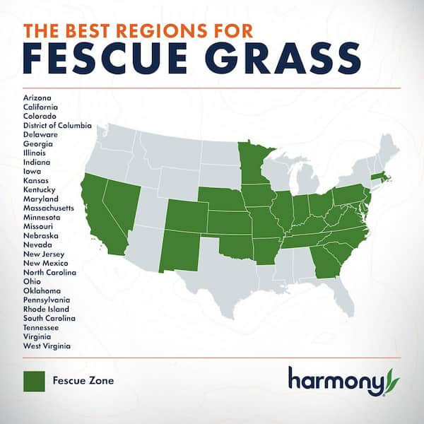 500 sq. ft. Fescue Sod (1-Pallet)